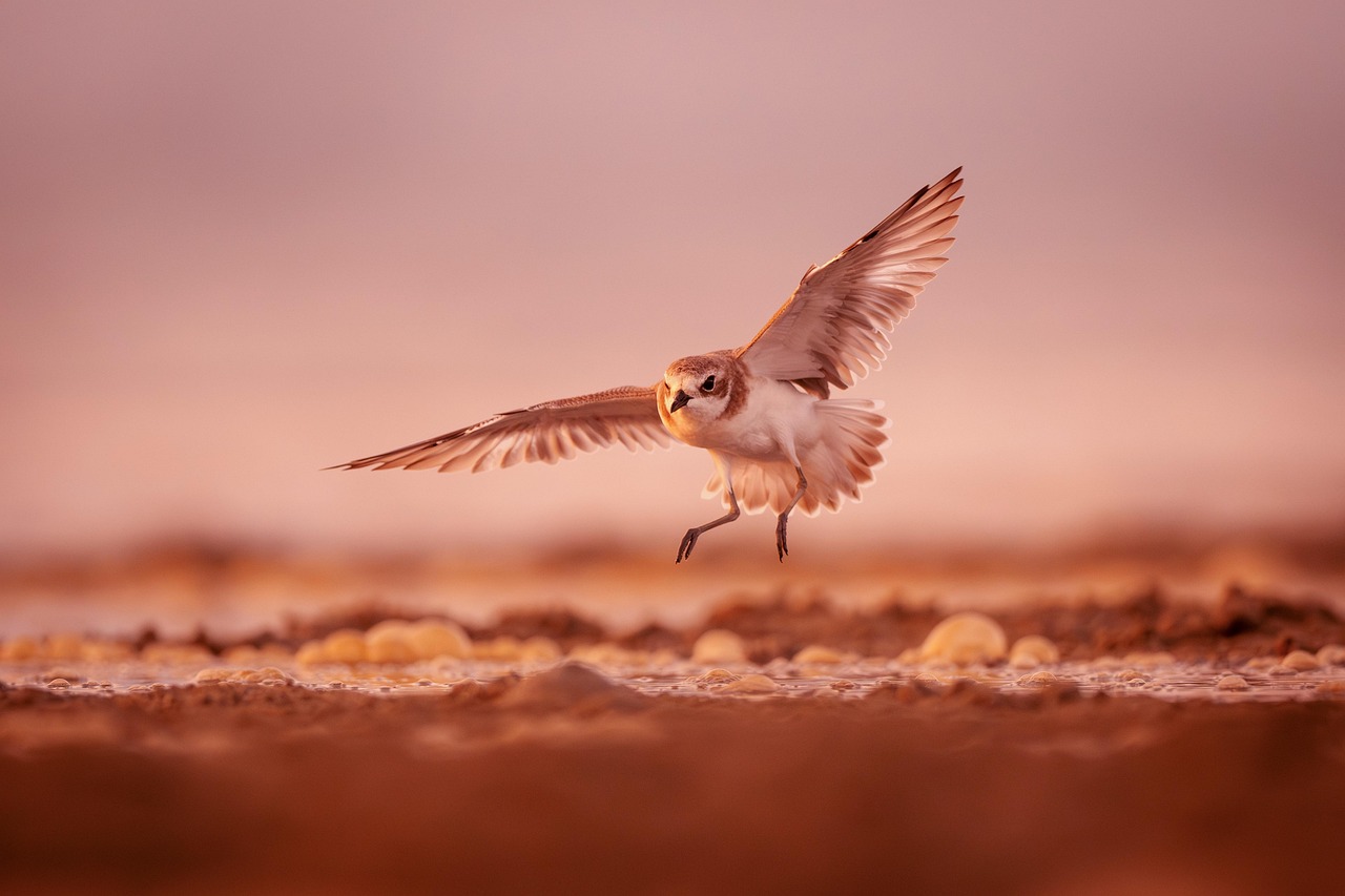 Cover Image of the Post