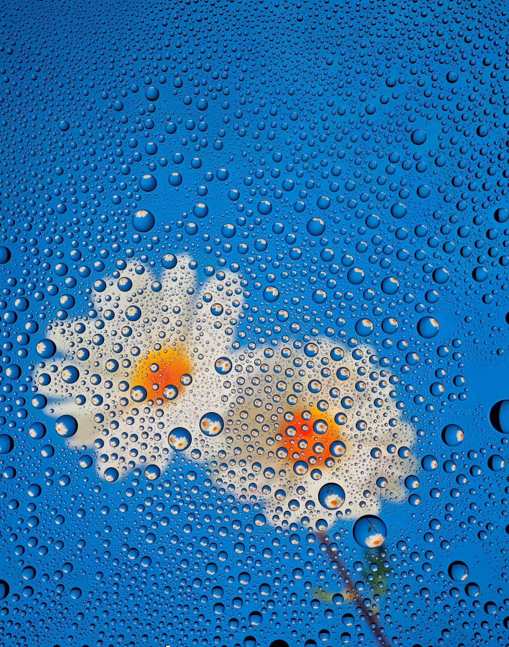 Cover Image of the Post