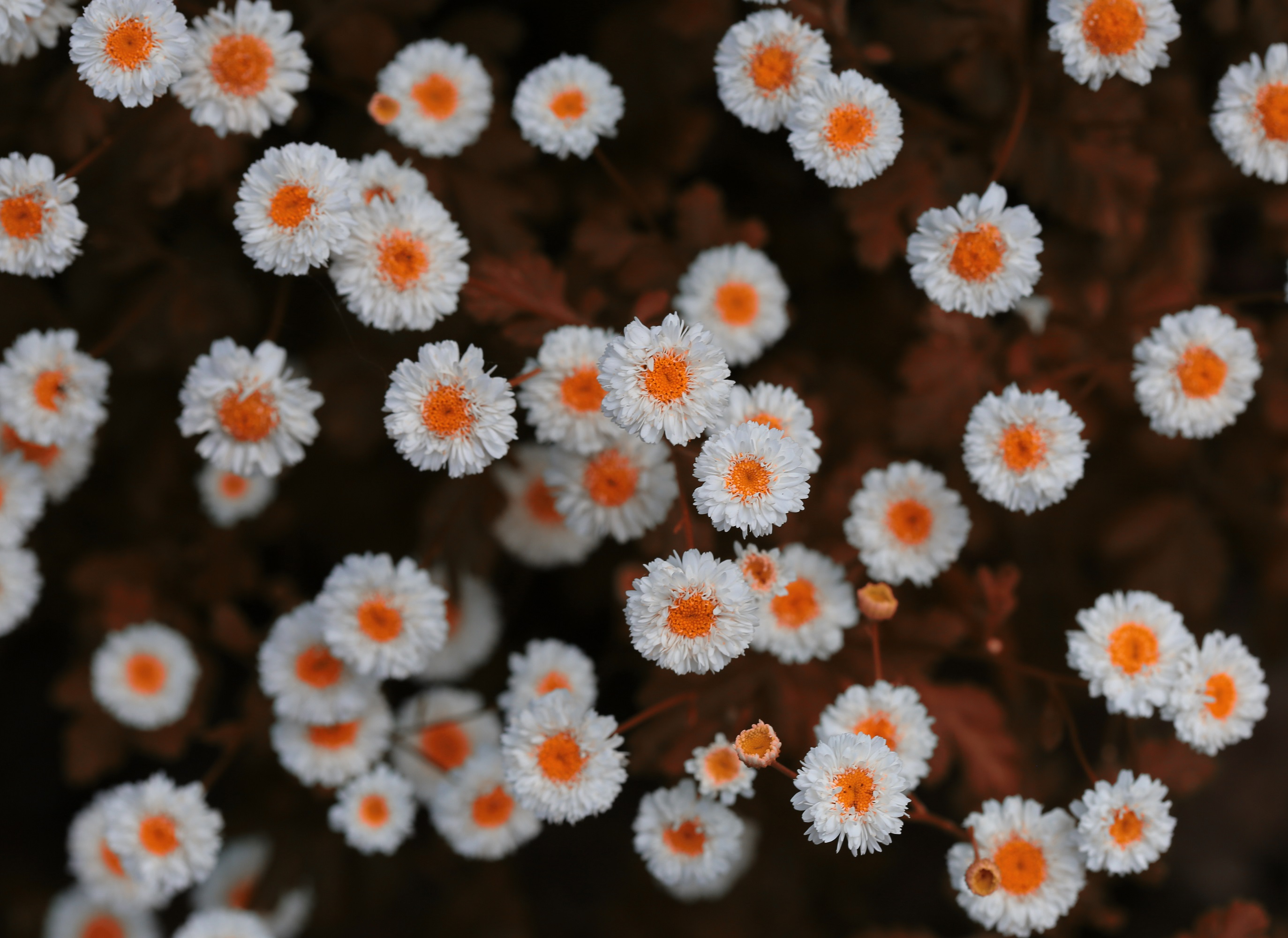 Cover Image of the Post